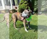 Small #4 American Pit Bull Terrier Mix