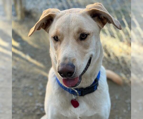 Medium Photo #2 Labrador Retriever-Unknown Mix Puppy For Sale in San Diego, CA, USA
