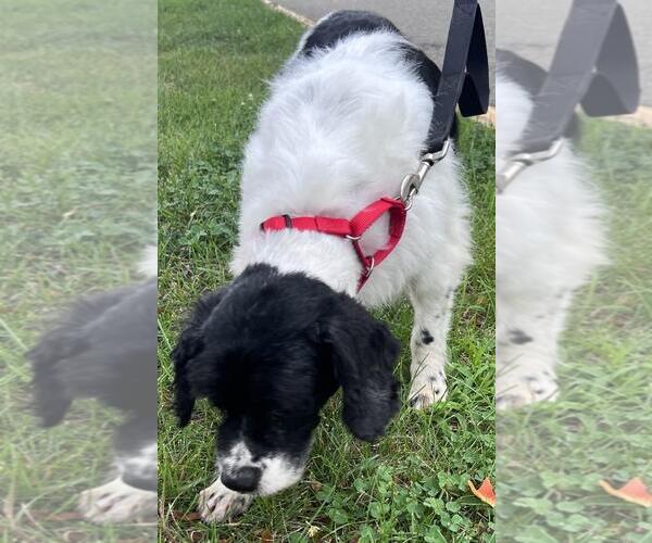 Medium Photo #4 Cocker Spaniel-Unknown Mix Puppy For Sale in Westminster, MD, USA
