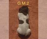 Small Photo #18 German Shorthaired Pointer Puppy For Sale in ARGONNE, WI, USA