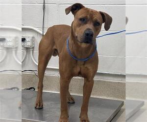 Labrador Retriever-Unknown Mix Dogs for adoption in Grand Prairie, TX, USA