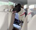 Small Photo #5 Mutt Puppy For Sale in Hinton, WV, USA