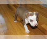 Small Photo #4 American Bully Puppy For Sale in IUKA, MS, USA