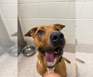Mutt Dogs for adoption in Brighton, CO, USA