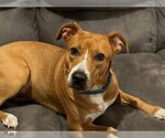 Small #1 American Pit Bull Terrier-Coonhound Mix