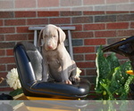 Small Photo #2 Weimaraner Puppy For Sale in FREDERICKSBG, OH, USA