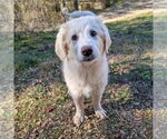 Small #1 Great Pyrenees