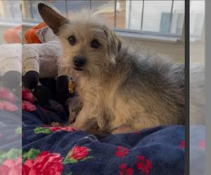 Mutt Dogs for adoption in Cranston, RI, USA