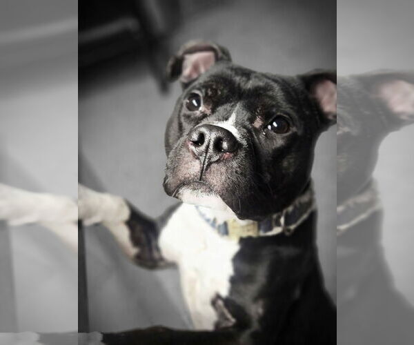 Medium Photo #1 Mutt Puppy For Sale in Crete, IL, USA