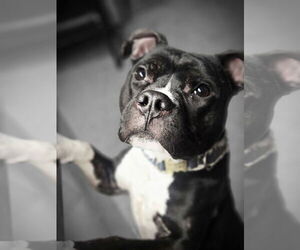 Mutt Dogs for adoption in Crete, IL, USA