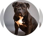 Small American Bulldog Mix