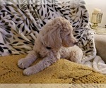 Small Photo #1 Goldendoodle Puppy For Sale in PARKER, CO, USA