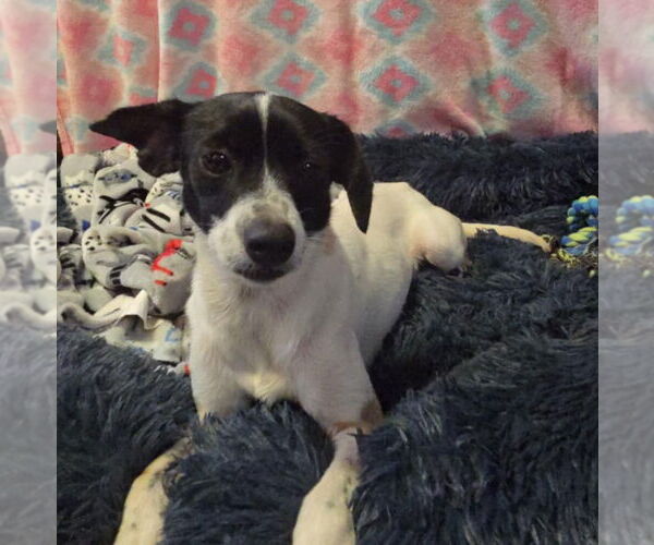 Medium Photo #2 Rat Terrier Puppy For Sale in Oakhurst, NJ, USA