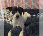 Small #1 Rat Terrier