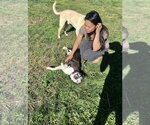 Small Photo #13 Labrador Retriever-Unknown Mix Puppy For Sale in Rockaway, NJ, USA