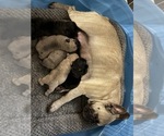 Small #6 French Bulldog