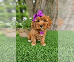 Goldendoodle-Poodle (Miniature) Mix Puppy for sale in INDIANAPOLIS, IN, USA