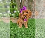 Image preview for Ad Listing. Nickname: Lilly Mini