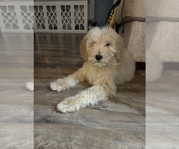 Medium Photo #1 Poodle (Standard) Puppy For Sale in WHITESBURG, KY, USA