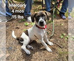 Small #2 Plott Hound Mix