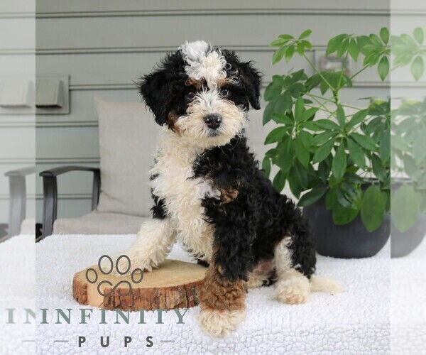 Medium Photo #3 Bernedoodle (Miniature) Puppy For Sale in NARVON, PA, USA