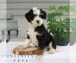 Small #2 Bernedoodle (Miniature)