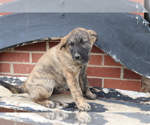 Norwegian Elkhound-Unknown Mix Puppy for sale in SHILOH, OH, USA