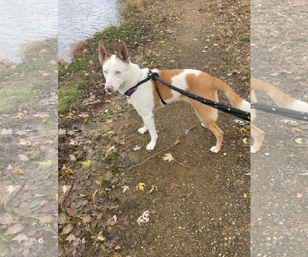 Medium Photo #21 Mutt Puppy For Sale in Chester, NJ, USA