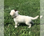 Small Photo #10 English Cream Golden Retriever Puppy For Sale in DEARBORN, MO, USA