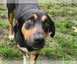 Mutt Dogs for adoption in Anniston, AL, USA