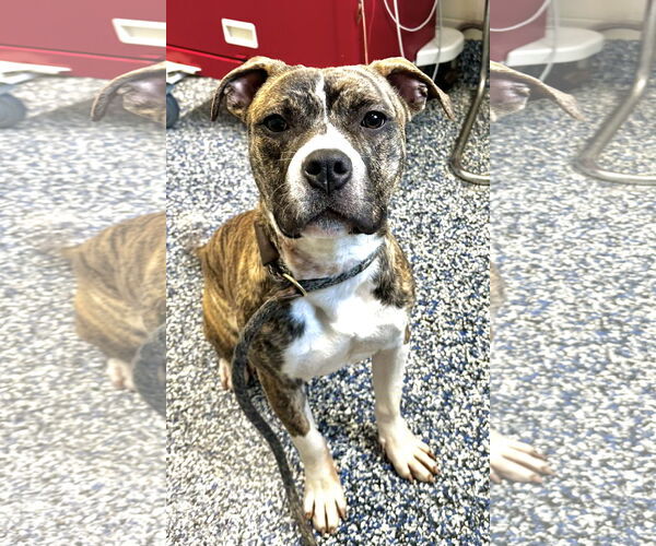 Medium Photo #4 Mutt Puppy For Sale in Jackson , NJ, USA