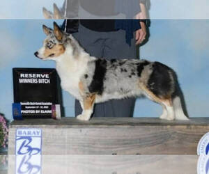 Mother of the Cardigan Welsh Corgi puppies born on 10/14/2023