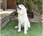 Small #1 Great Pyrenees Mix