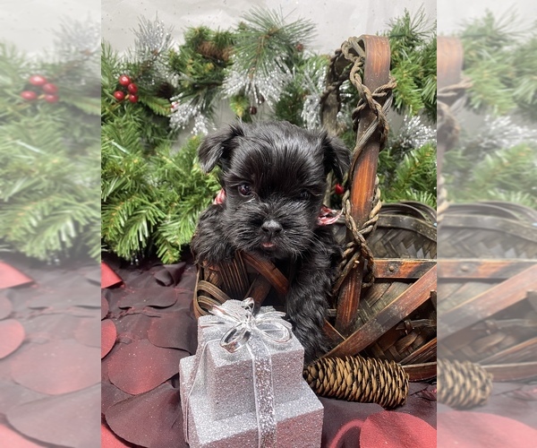 Medium Photo #3 Shorkie Tzu Puppy For Sale in SELLERSBURG, IN, USA