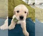 Small #3 Golden Retriever