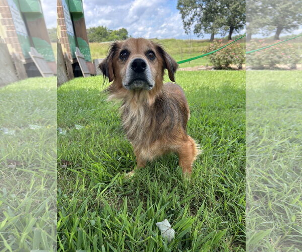 Medium Photo #3 Dachshund Puppy For Sale in Pacolet, SC, USA