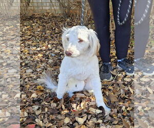 Mutt Dogs for adoption in Thomasville, NC, USA