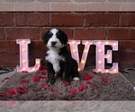 Small Photo #19 Bernedoodle Puppy For Sale in ELMWOOD, IL, USA