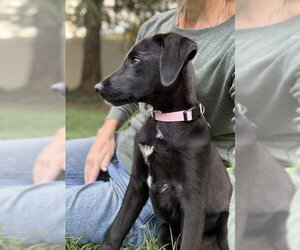 Bitzy - Female Mutt Dog for Adoption - Photo #8