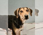Small #5 Coonhound Mix