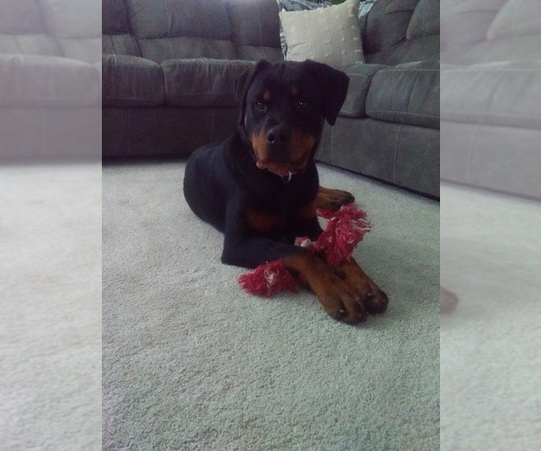 Medium Photo #2 Rottweiler Puppy For Sale in SUGARCREEK, OH, USA