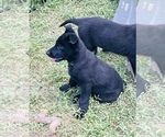 Small Photo #3 German Shepherd Dog Puppy For Sale in WEST POINT, VA, USA