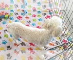 Small #14 Havanese