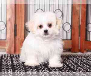 Zuchon Puppy for sale in NAPLES, FL, USA