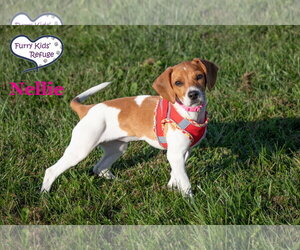 Nellie - Female Doxle Dog for Adoption - Photo #4
