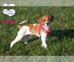 Small Photo #4 Doxle Puppy For Sale in Lee's Summit, MO, USA