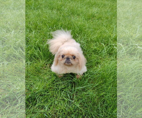 Medium Photo #4 Pekingese Puppy For Sale in St. Louis Park, MN, USA