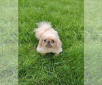 Small #3 Pekingese