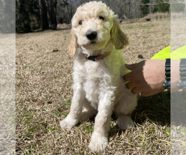 Medium Photo #4 Goldendoodle Puppy For Sale in PALESTINE, TX, USA