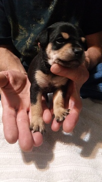 Medium Photo #2 Mountain Feist Puppy For Sale in SULLIVAN, OH, USA